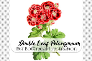 Botanical Double Flowered Pelargonium: Integrating Vintage Illustrations into Modern Design