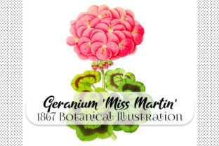 Botanical Zonal Geranium Miss Martin: Vintage Design Asset
