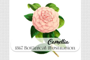 Camellia Duchess De Nassau Botanical Design Asset