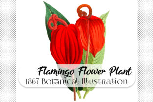 Elevating Visual Strategy with the Flamingo Flower Plant Botanical Illustration