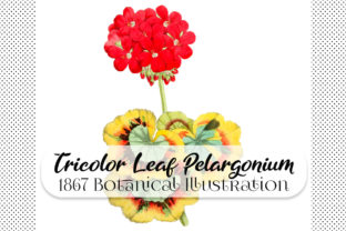 Tricolor Leaved Pelargonium Botanical: Integrating 1867 Floral Art into Modern Design